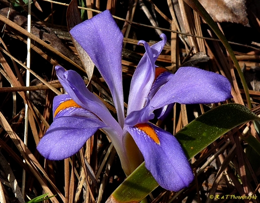 {Iris verna var. smalliana}